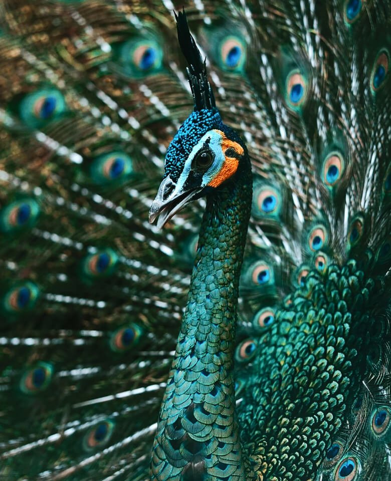 This image for Image Layouts addon